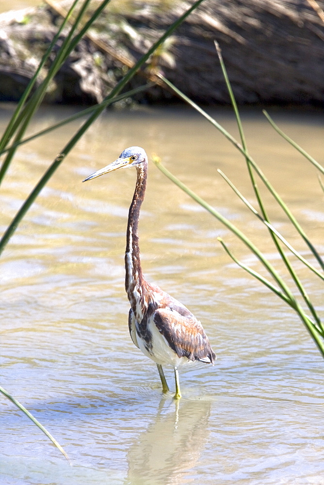 Adult tricolored heron (Egretta tricolor) fishing just outside San Jose del Cabo, Baja California Sur, Mexico.