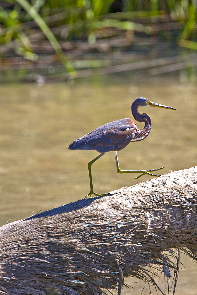 Adult tricolored heron (Egretta tricolor) fishing just outside San Jose del Cabo, Baja California Sur, Mexico.