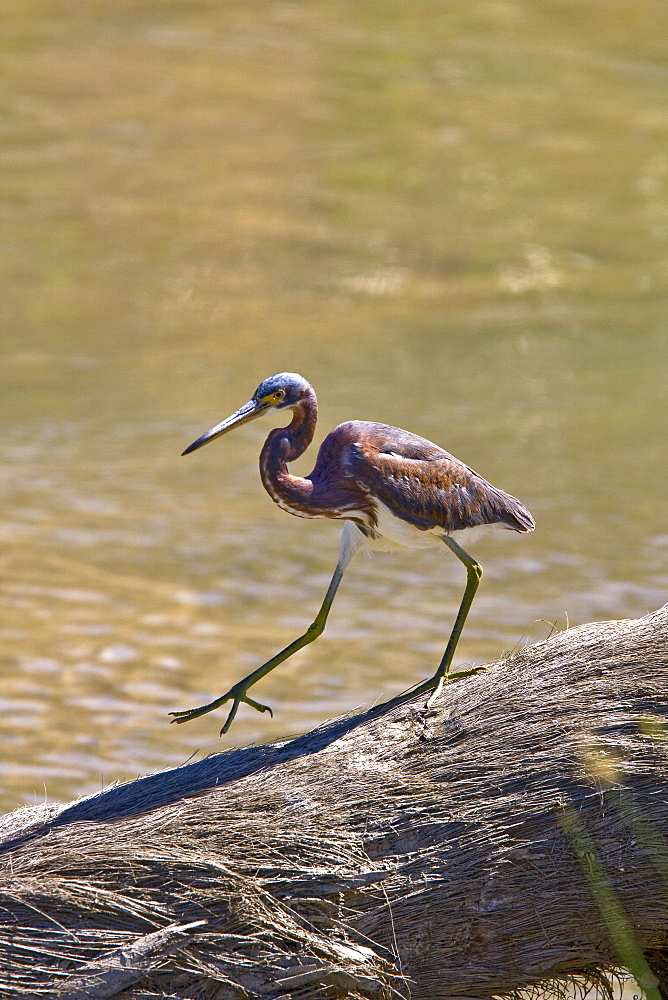 Adult tricolored heron (Egretta tricolor) fishing just outside San Jose del Cabo, Baja California Sur, Mexico.