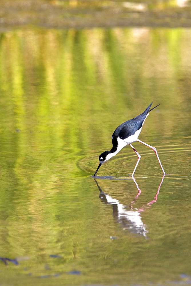 Adult black-necked Stilt (Himantopus mexicanus) wading and feeding just outside San Jode del Cabo, Baja California Sur, Mexico.