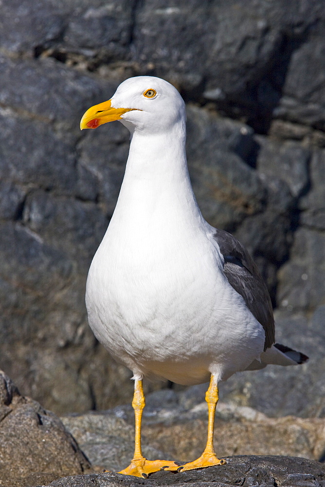 Yellow-footed Gull (Larus livens) in the Gulf of California (Sea of Cortez), Mexico. This species is enedemic to the Gulf of California.