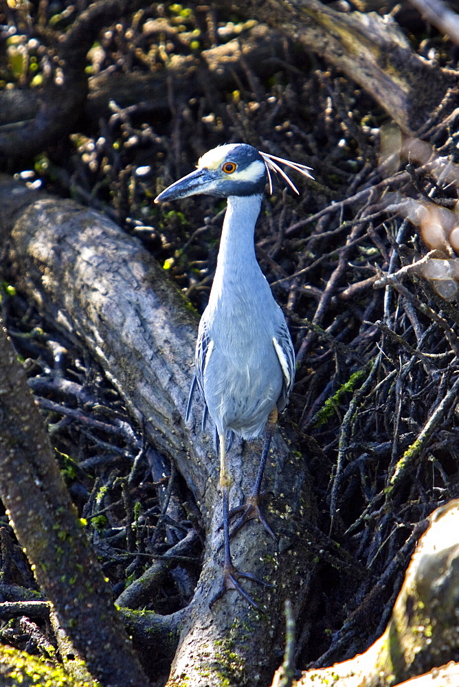 Adult yellow-crowned night-heron (Nyctanassa violacea) in the mangroves of Magdalena Bay, Baja California Sur, Mexico.