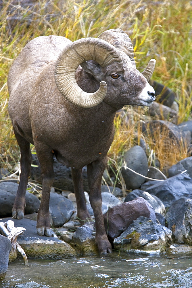 Adult Rocky Mountain bighorn sheep (Ovis canadensis canadensis) just outside the boundry of Yellowstone National Park near Gardiner, Montana