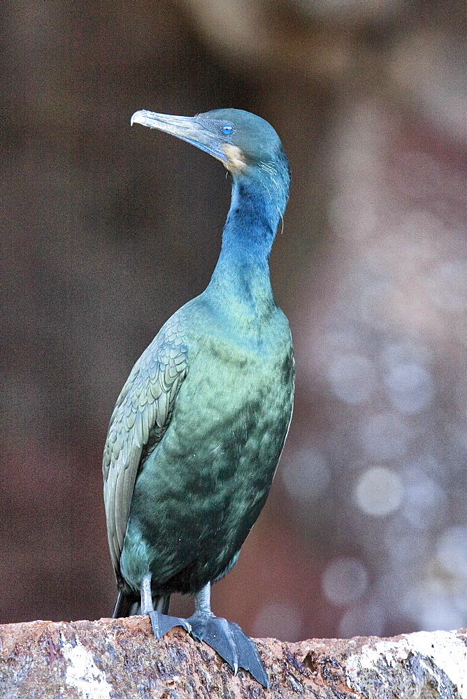 Adult Brandt's cormorant (Phalacrocorax penicillatus) perched on a rock at Los Islotes in the Gulf of California (Sea of Cortez), Mexico. Note the metalic green coloration and blue on the beak.   (rr)