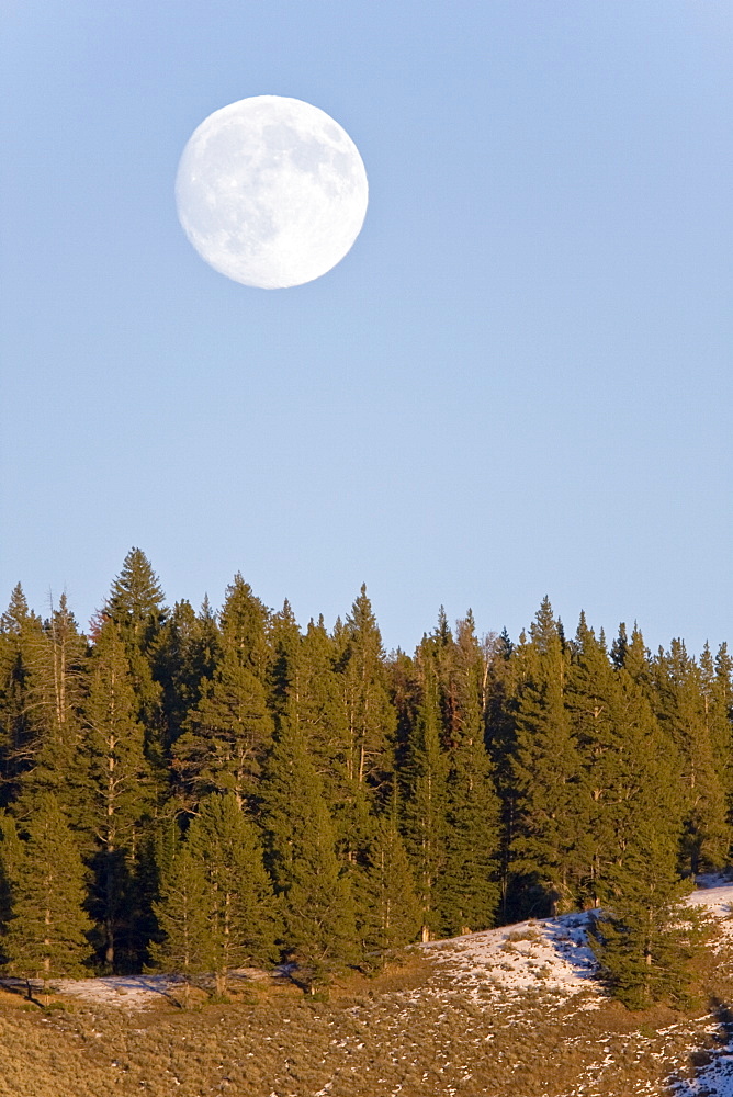 Full moon rising in Hayden Valley in Yellowstone National Park.in the late fall.