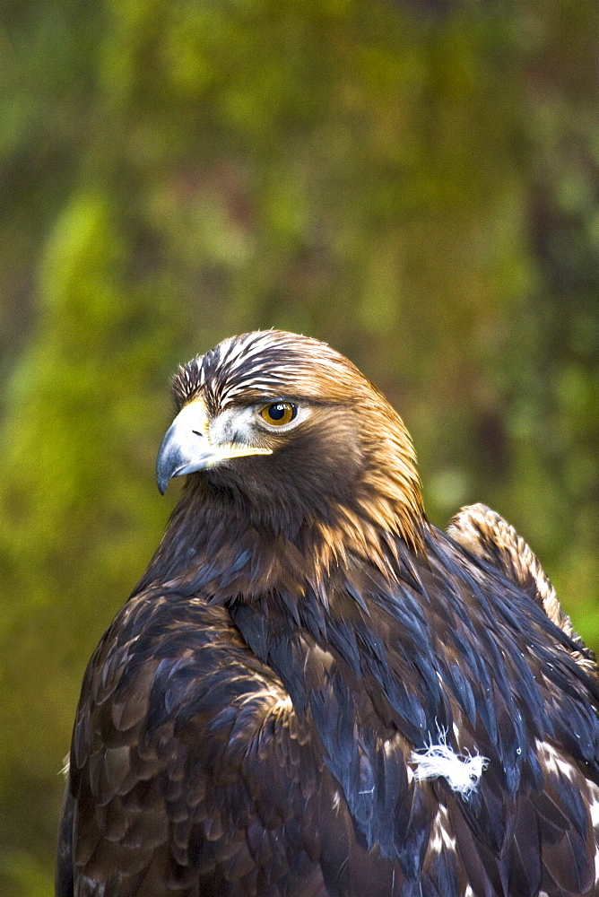 Captive adult golden eagle (Aquila chrysaetos) at the raptor rehabilitation center just outside of Sitka, Southeast Alaska, USA. Pacific Ocean.