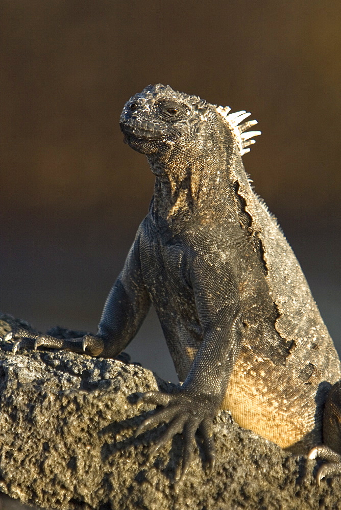 The endemic Galapagos marine iguana (Amblyrhynchus cristatus) in the Galapagos Island Archipelago, Ecuador