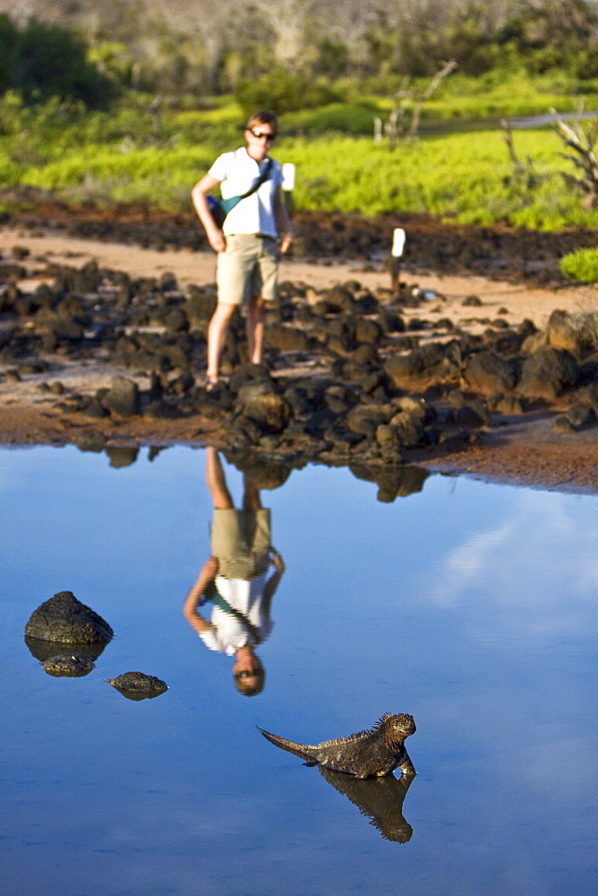 Early morning light reflected on tourist and iguana near a brackish lagoon near Cerro Dragon (Dragon Hill) on Santa Cruz Island