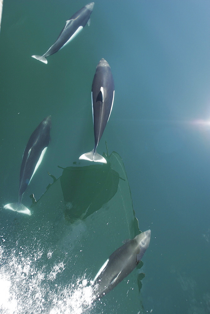 Adult Dall's Porpoise (Phocoenoides dalli) bow riding in Southeast Alaska, USA. Note: Dall's porpoise is one of the fastest cetaceans in the world!