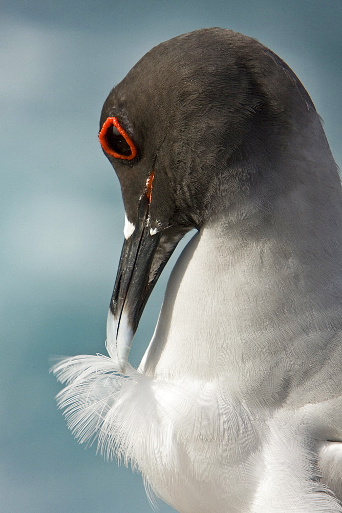 Adult Swallow-tailed gull (Creagrus furcatus) on Espanola Island in the Galapagos Island Archipelago, Ecuador