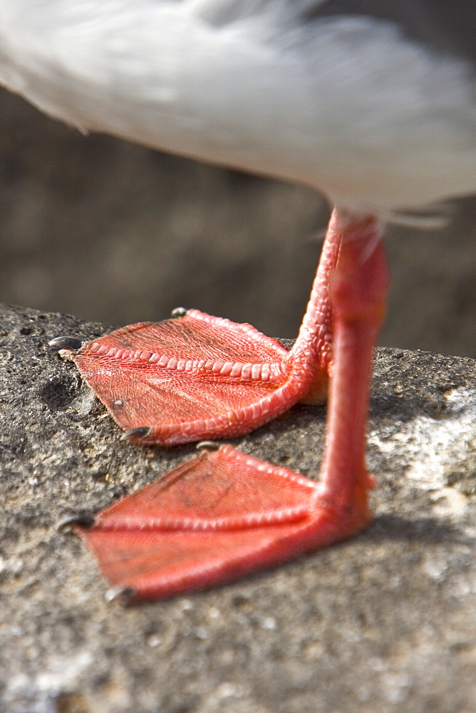 Feet of an adult Swallow-tailed gull (Creagrus furcatus) on Espanola Island in the Galapagos Island Archipelago, Ecuador