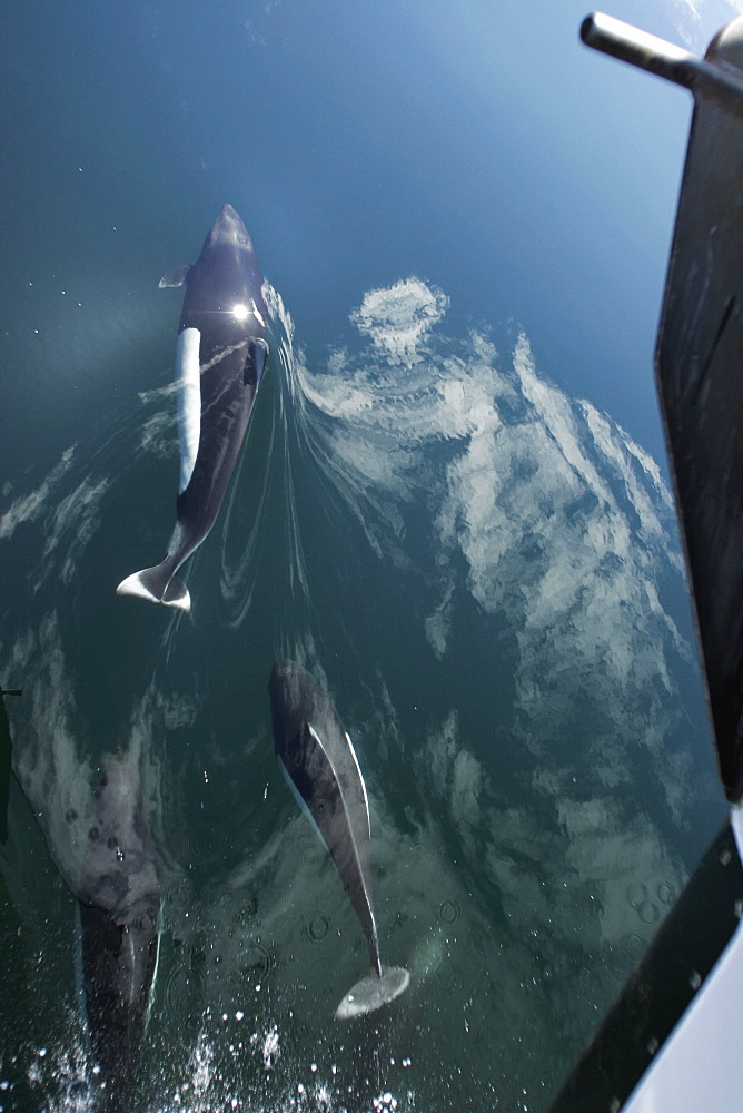 Adult Dall's Porpoise (Phocoenoides dalli) bow riding in Southeast Alaska, USA. Note: Dall's porpoise is one of the fastest cetaceans in the world!