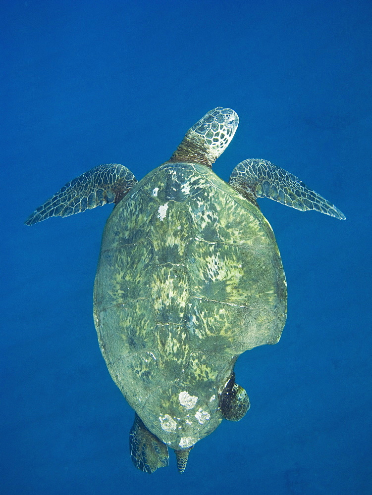 Adult green sea turtle (Chelonia mydas) in the protected marine sanctuary at Honolua Bay on the northwest side of the island of Maui, Hawaii, USA