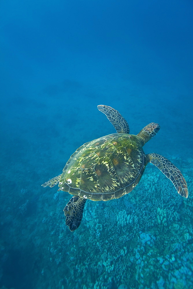 Adult green sea turtle (Chelonia mydas) in the protected marine sanctuary at Honolua Bay on the northwest side of the island of Maui, Hawaii, USA