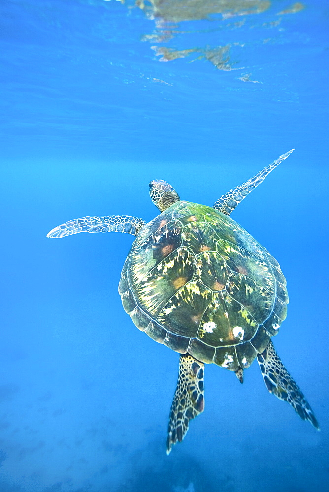 Adult green sea turtle (Chelonia mydas) in the protected marine sanctuary at Honolua Bay on the northwest side of the island of Maui, Hawaii, USA