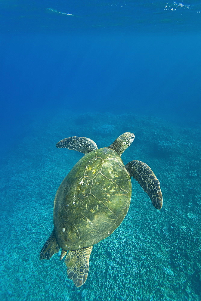 Adult green sea turtle (Chelonia mydas) in the protected marine sanctuary at Honolua Bay on the northwest side of the island of Maui, Hawaii, USA