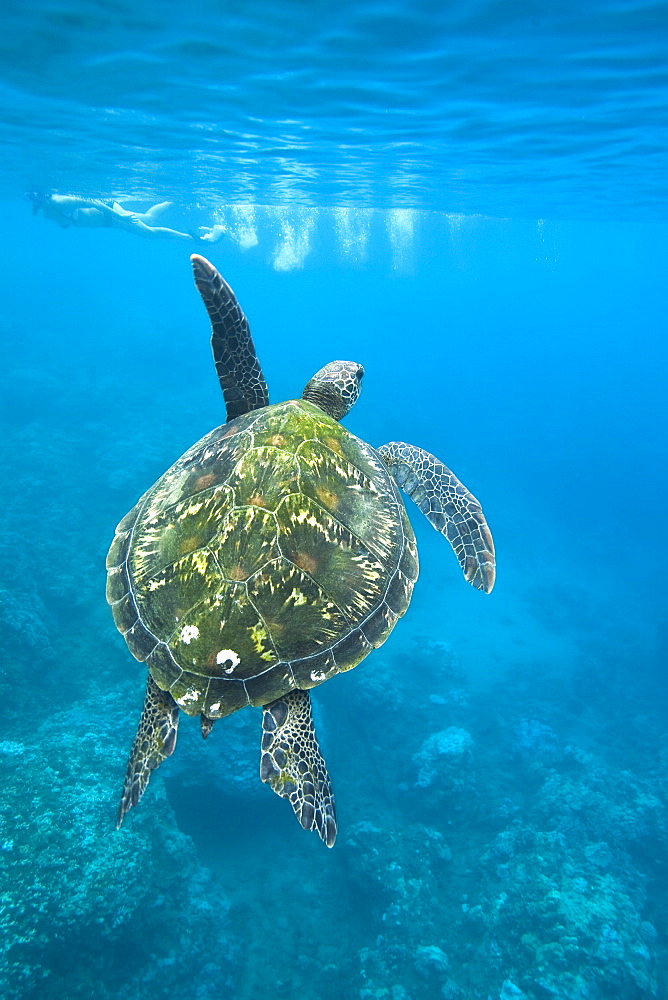 A snorkeler and a green sea turtle (Chelonia mydas) in the protected marine sanctuary at Honolua Bay on the northwest side of the island of Maui, Hawaii, USA