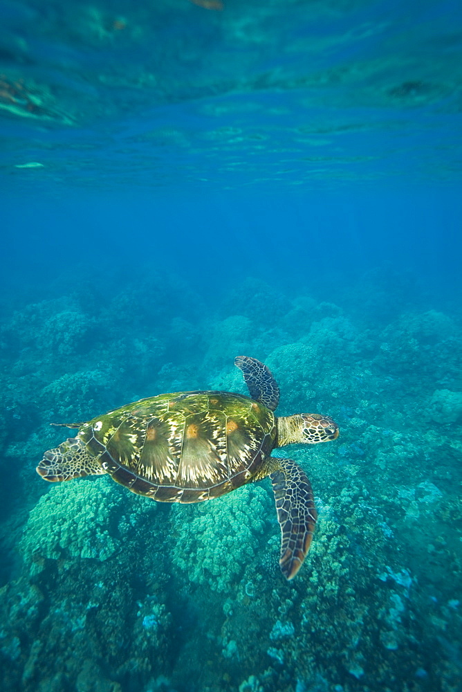 A sub-adult green sea turtle (Chelonia mydas) in the protected marine sanctuary at Honolua Bay on the northwest side of the island of Maui, Hawaii, USA