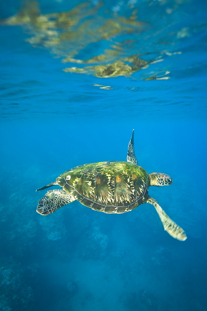 A sub-adult green sea turtle (Chelonia mydas) in the protected marine sanctuary at Honolua Bay on the northwest side of the island of Maui, Hawaii, USA