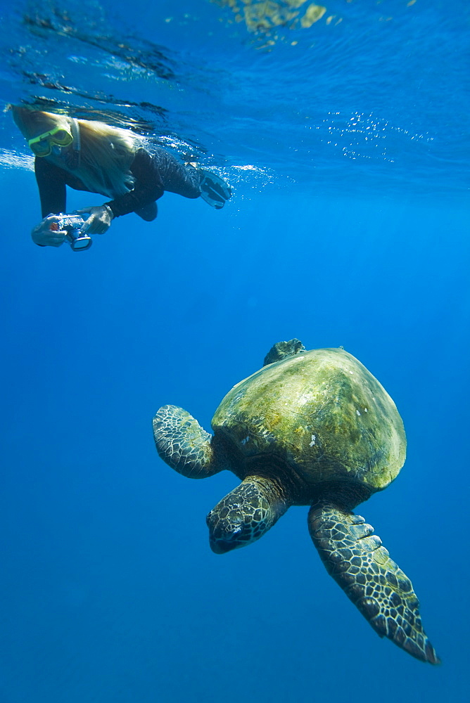 A snorkeler and a green sea turtle (Chelonia mydas) in the protected marine sanctuary at Honolua Bay on the northwest side of the island of Maui, Hawaii, USA