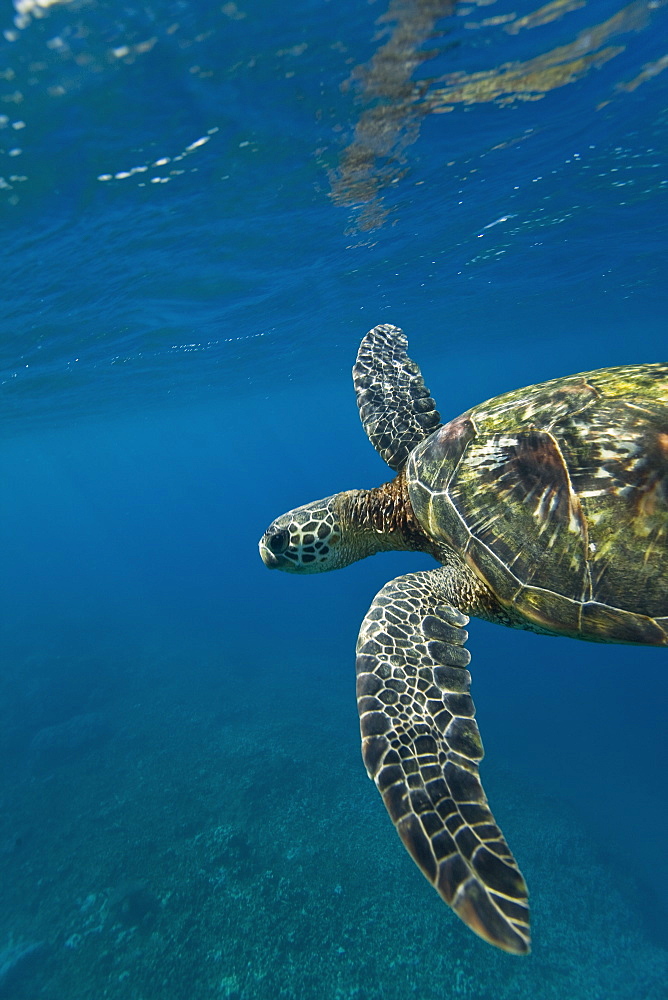 Adult green sea turtle (Chelonia mydas) in the protected marine sanctuary at Honolua Bay on the northwest side of the island of Maui, Hawaii, USA