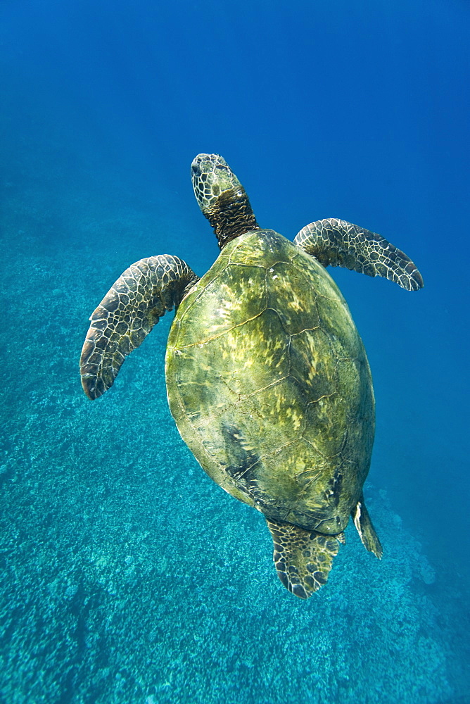 Adult green sea turtle (Chelonia mydas) in the protected marine sanctuary at Honolua Bay on the northwest side of the island of Maui, Hawaii, USA