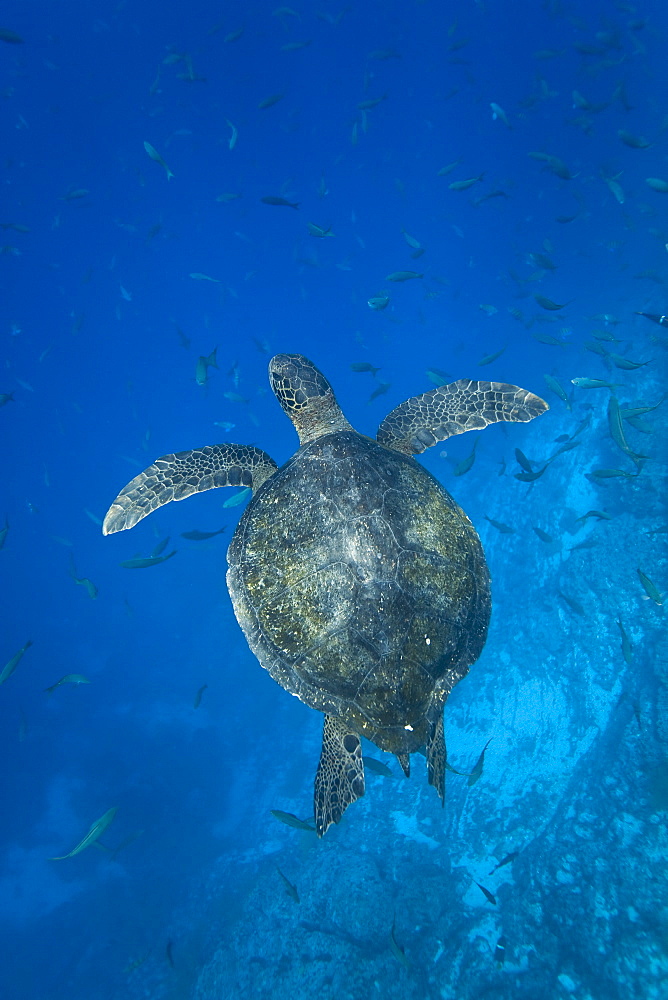 Adult green sea turtle (Chelonia mydas agassizii) underwater off  Champion Islet near Floreana Island in the waters surrounding the Galapagos Island Archipeligo, Ecuador. Pacific Ocean.