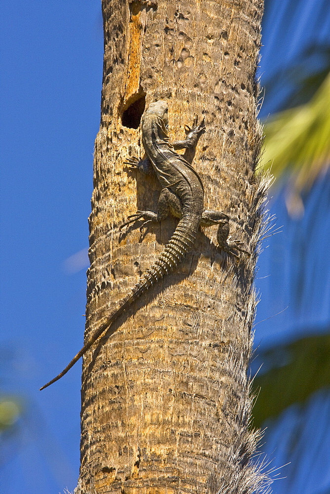 San Esteban spiny-tailed iguana (Ctenosaura conspicuosa), an endemic iguana found only on Isla San Esteban in the Gulf of California (Sea of Cortez), Mexico