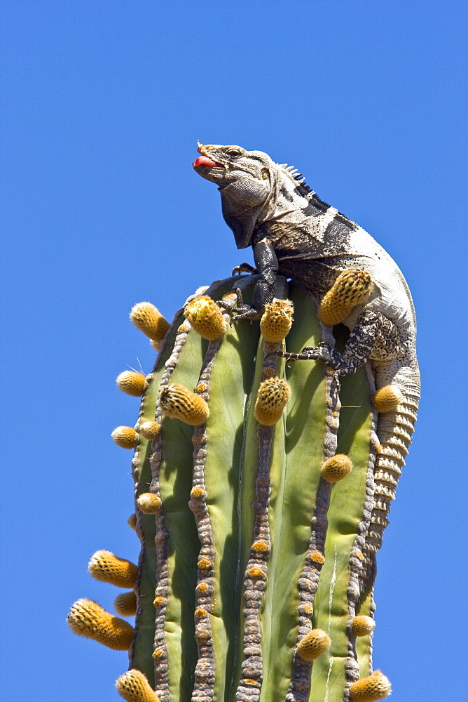 San Esteban spiny-tailed iguana (Ctenosaura conspicuosa), an endemic iguana found only on Isla San Esteban in the Gulf of California (Sea of Cortez), Mexico