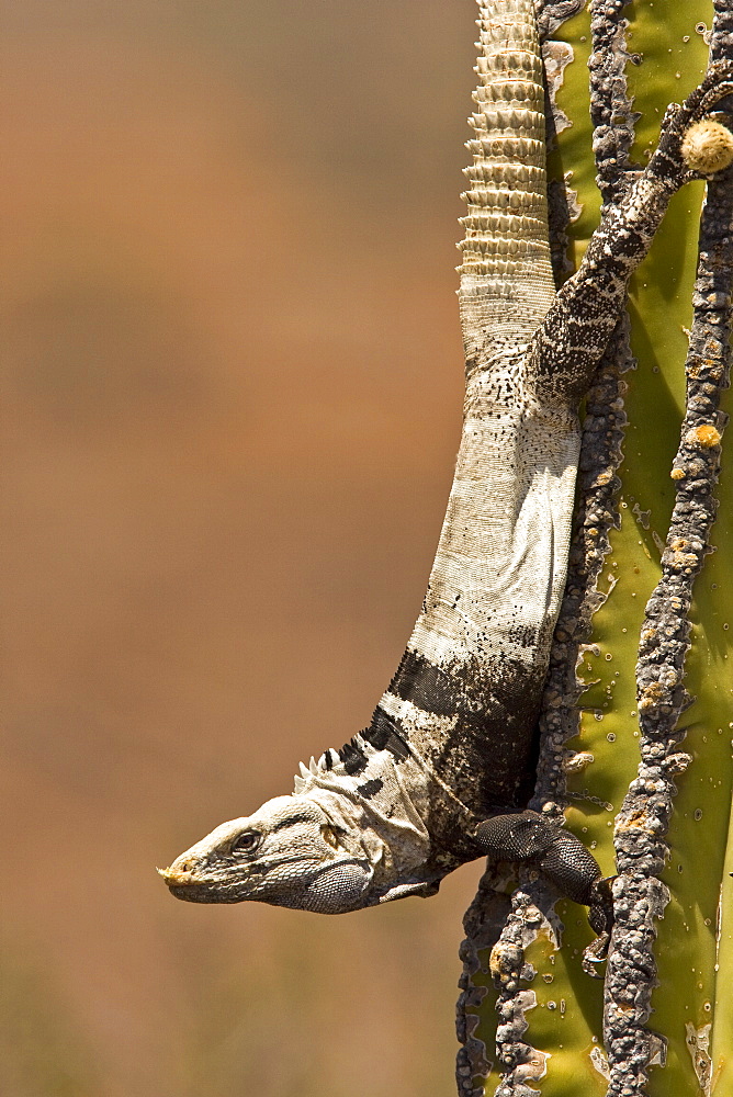 San Esteban spiny-tailed iguana (Ctenosaura conspicuosa), an endemic iguana found only on Isla San Esteban in the Gulf of California (Sea of Cortez), Mexico