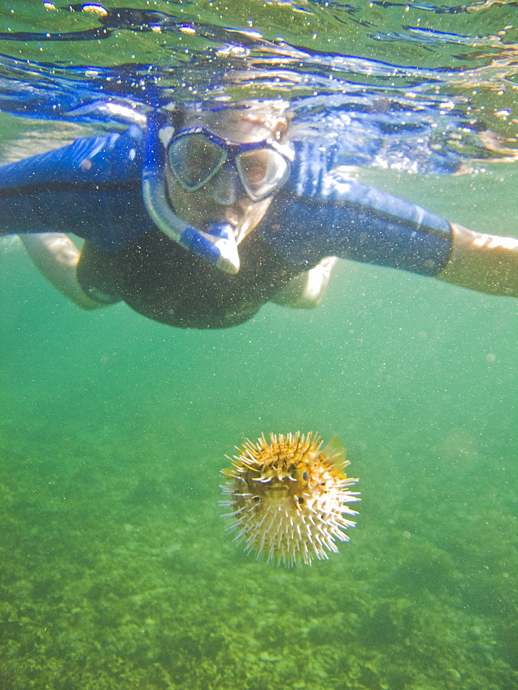 A snorkeler with a young balloonfish (Diodon holocanthus) puffed up in a state of agitation on Isla Monseratte in the lower Gulf of California (Sea of Cortez), Baja California Sur, Mexico.