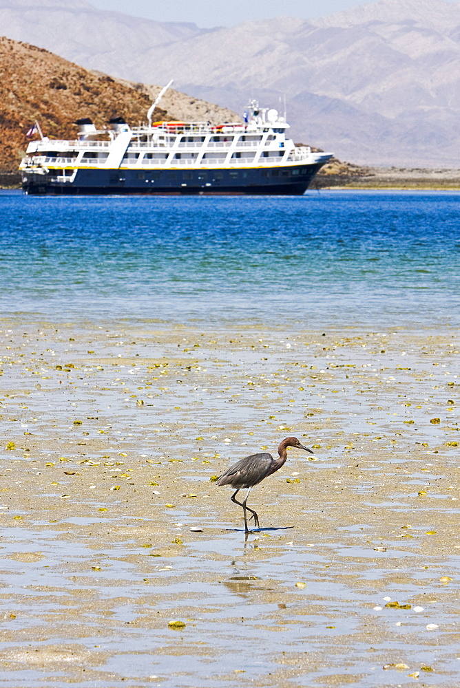 Adult reddish egret (Egretta rufescens) hunting for small fish in the shallow waters of Puerto Don Juan in the upper Gulf of California (Sea of Cortez), Baja California Norte, Mexcio