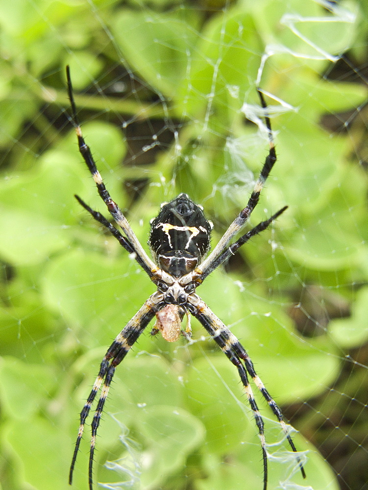 Spider suspended in its web from the Galapagos Islands archipeligo, Ecuador. Pacific Ocean.