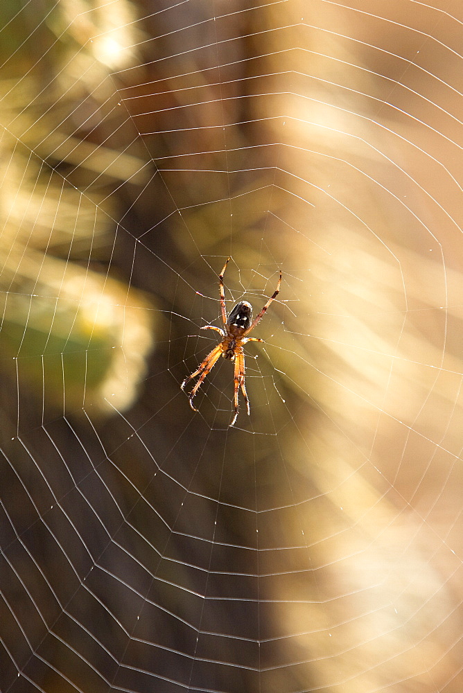 Spider suspended in its web from the Galapagos Islands archipeligo, Ecuador. Pacific Ocean.