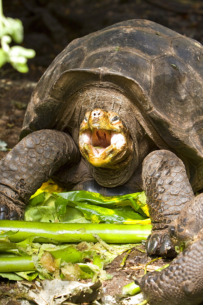 Captive Galapagos giant tortoise (Geochelone elephantopus) being fed at the Charles Darwin Research Station on Santa Cruz Island in the Galapagos Island Archipelago, Ecuador