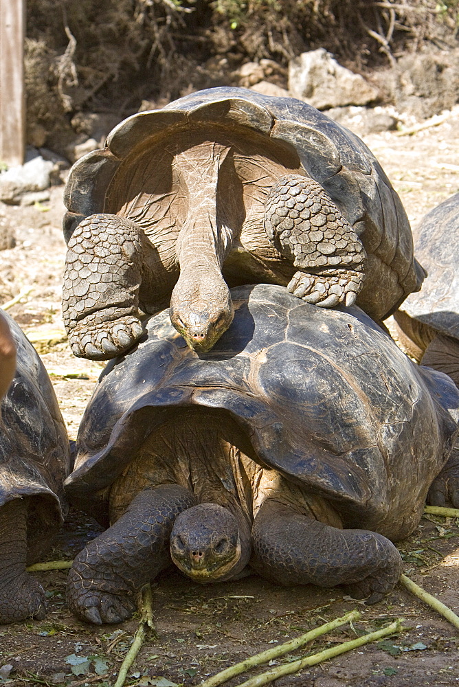 Two adult captive Galapagos giant tortoise (Geochelone elephantopus), Santa Cruz Island in the Galapagos Island Archipelago, Ecuador