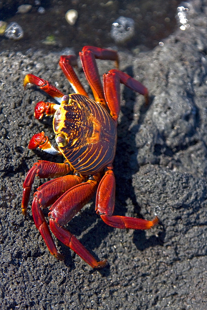 Sally lightfoot crab (Grapsus grapsus) in the litoral of the Galapagos Island Archipelago, Ecuador