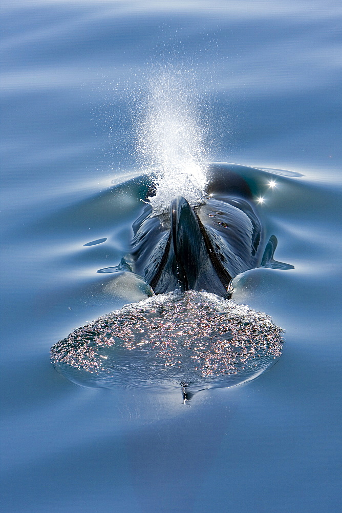 A pod of 40 to 50 short-finned pilot whales (Globicephala macrorhynchus), Gulf of California (Sea of Cortez), Baja California Norte, Mexico