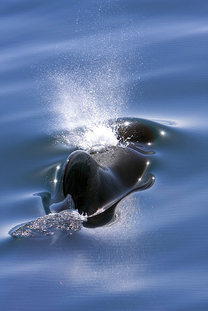 A pod of 40 to 50 short-finned pilot whales (Globicephala macrorhynchus) encountered southwest of Isla San Pedro Martir, Gulf of California (Sea of Cortez), Baja California Norte, Mexico