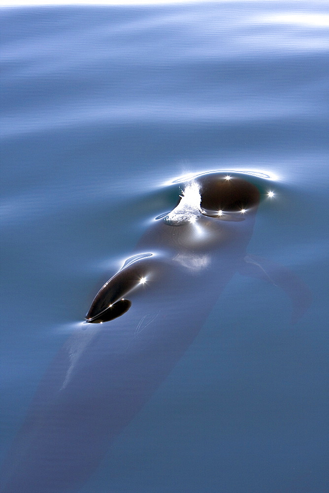 A pod of 40 to 50 short-finned pilot whales (Globicephala macrorhynchus) encountered southwest of Isla San Pedro Martir, Gulf of California (Sea of Cortez), Baja California Norte, Mexico