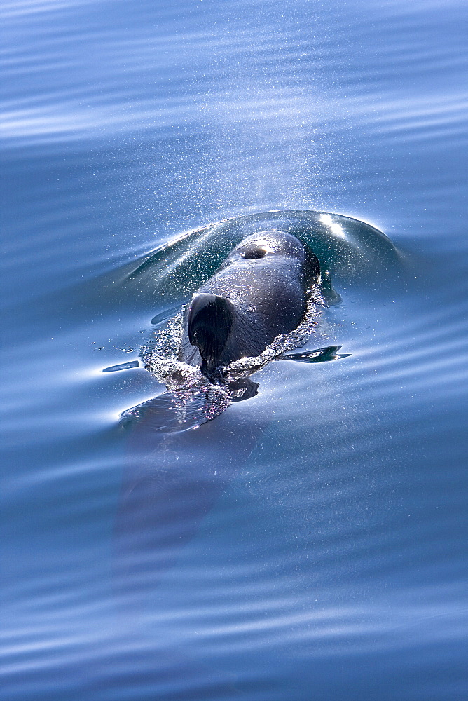 A pod of 40 to 50 short-finned pilot whales (Globicephala macrorhynchus) encountered southwest of Isla San Pedro Martir, Gulf of California (Sea of Cortez), Baja California Norte, Mexico