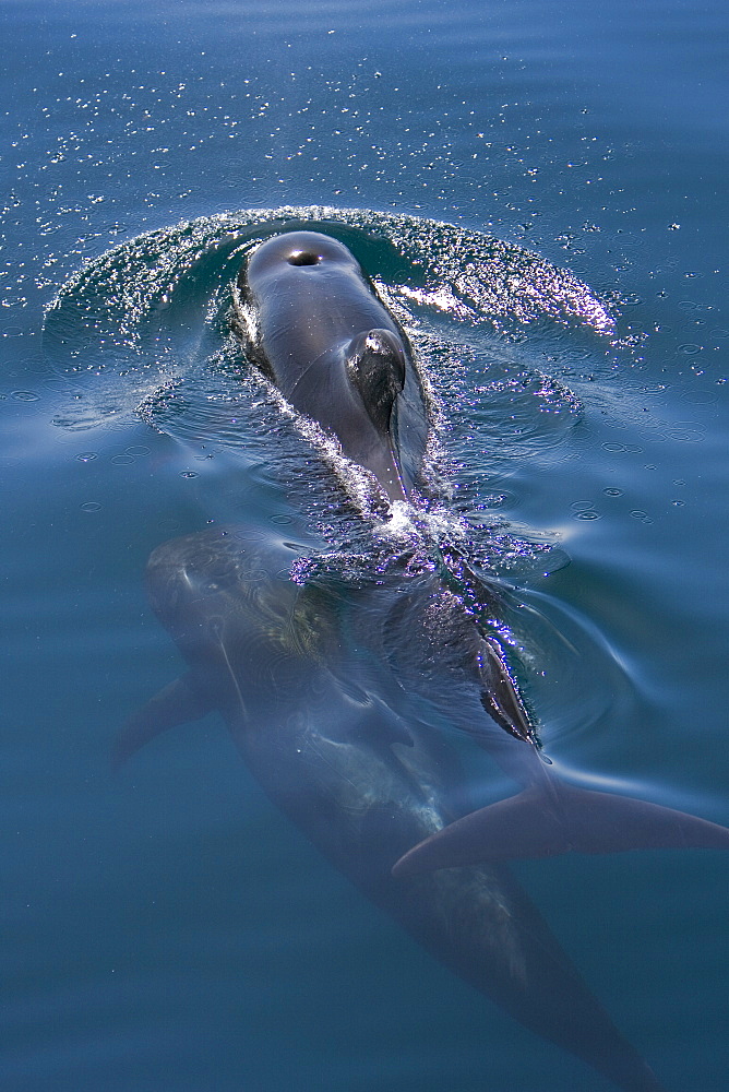 A pod of 40 to 50 short-finned pilot whales (Globicephala macrorhynchus) encountered southwest of Isla San Pedro Martir, Gulf of California (Sea of Cortez), Baja California Norte, Mexico