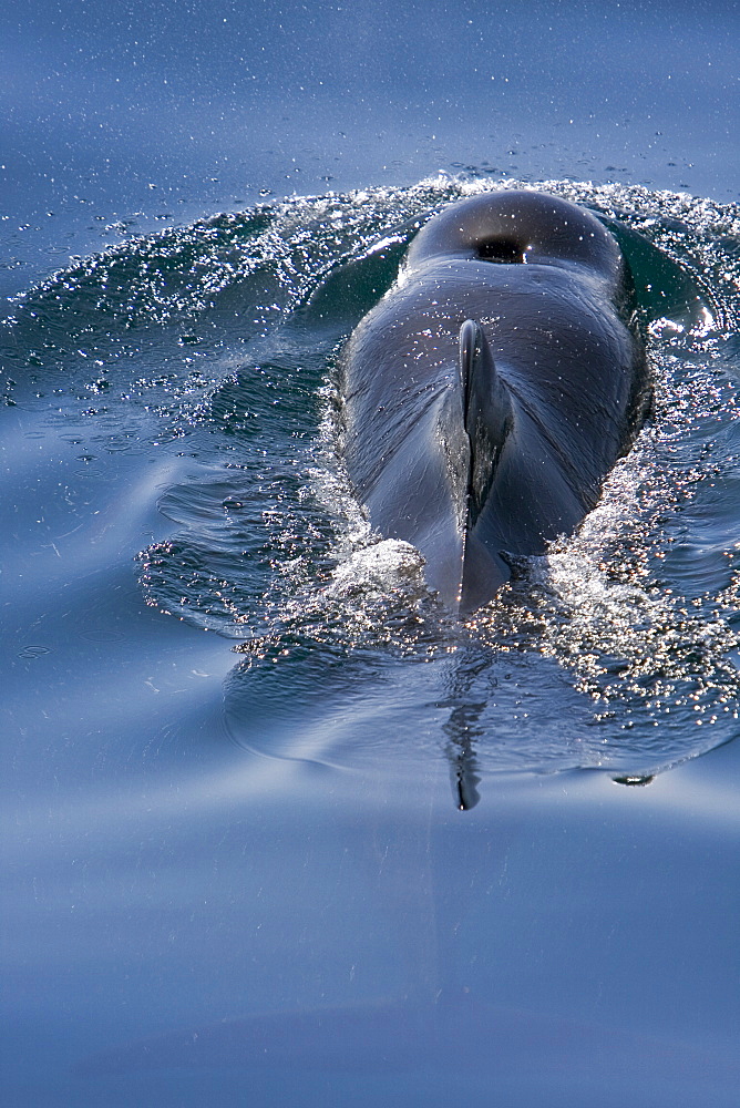 A pod of 40 to 50 short-finned pilot whales (Globicephala macrorhynchus) encountered southwest of Isla San Pedro Martir, Gulf of California (Sea of Cortez), Baja California Norte, Mexico