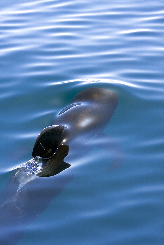 A pod of 40 to 50 short-finned pilot whales (Globicephala macrorhynchus) encountered southwest of Isla San Pedro Martir, Gulf of California (Sea of Cortez), Baja California Norte, Mexico