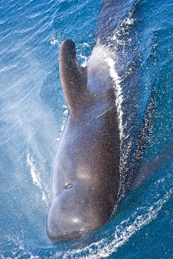 A pod of 40 to 50 short-finned pilot whales (Globicephala macrorhynchus), Gulf of California (Sea of Cortez), Baja California Norte, Mexico