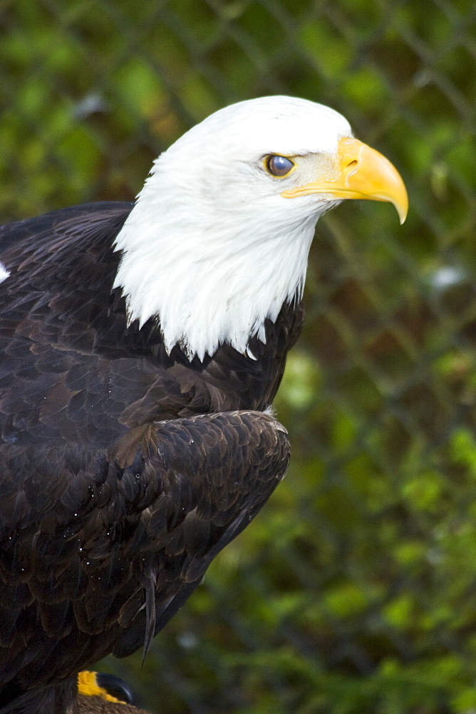 Captive adult bald eagle (Haliaeetus leucocephalus) at the raptor rehabilitation center just outside of Sitka, Southeast Alaska, USA