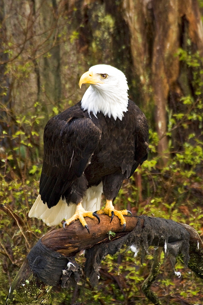 Captive adult bald eagle (Haliaeetus leucocephalus) at the raptor rehabilitation center just outside of Sitka, Southeast Alaska, USA