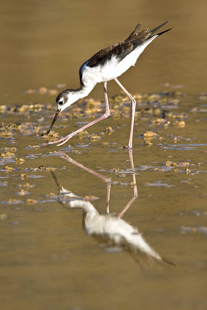 Adult black-necked stilt (Himantopus mexicanus) wading and feeding in a brackish water lagoon at Punta Cormorant on Floreana Island, Galapagos, Ecuador. Pacific Ocean.