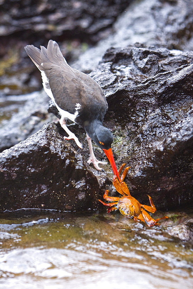 An adult American oystercatcher (Haematopus ostralegus) hunting for Sally lightfoot (Grapsus grapsus) crabs, Bartolome Island, Galapagos Island Group, Ecuador