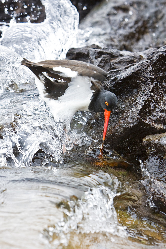 An adult American oystercatcher (Haematopus ostralegus) hunting for Sally lightfoot (Grapsus grapsus) crabs, Bartolome Island, Galapagos Island Group, Ecuador